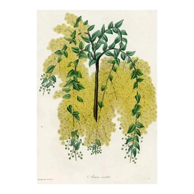 1836, Weeping Acacia Botanical Print From Joseph Paxton, Antique Hand-Colored Lithograph, England
