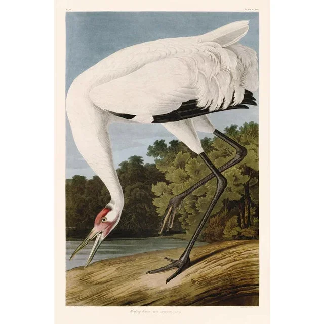 After Audubon Hooping Crane Unframed 24×36 Inches on Somerset Velvet Paper