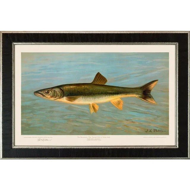 American Fish 31 the Sacramento Pike by Harris CFA Edition Giclee Print
