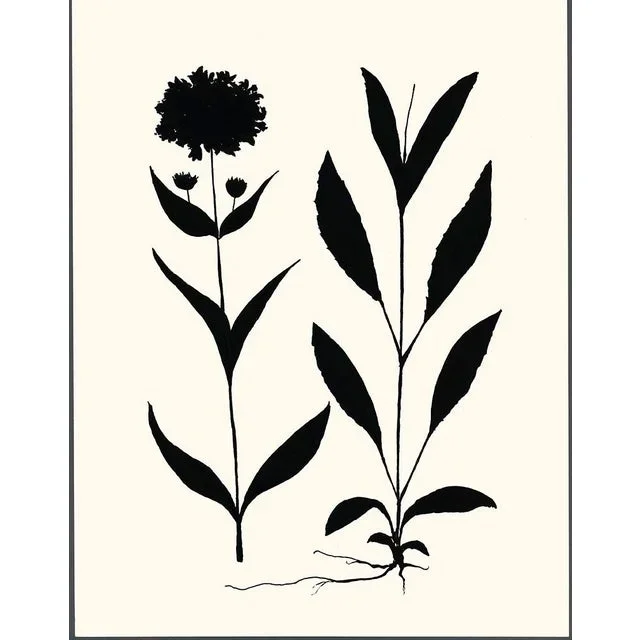 Arnica, Giclée Print by Philippa Katz