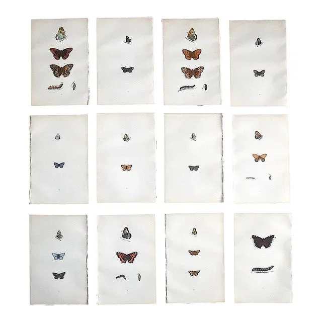 Authentic Antique 19th Century Hand Colored Butterfly Lithographs – Set of 12