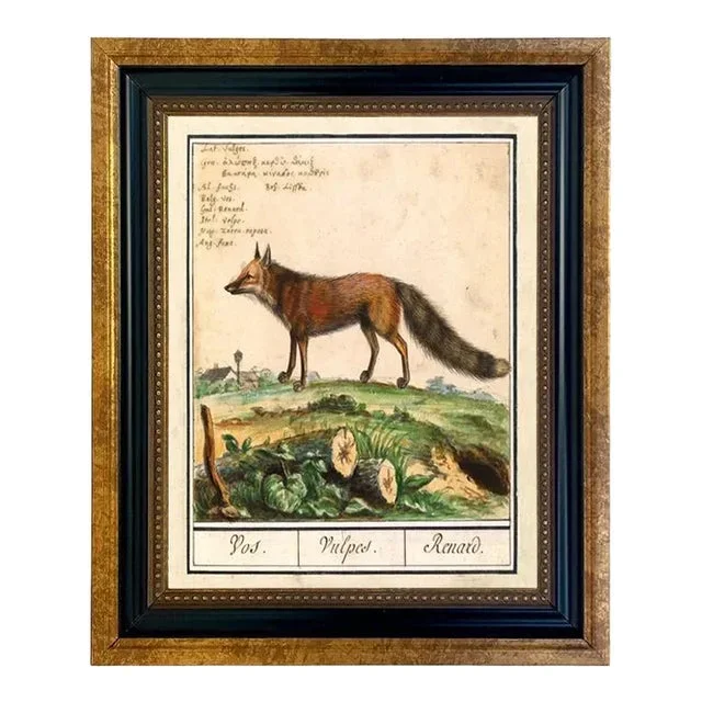 Fox Illustration 5×6″ Framed Print Behind Glass