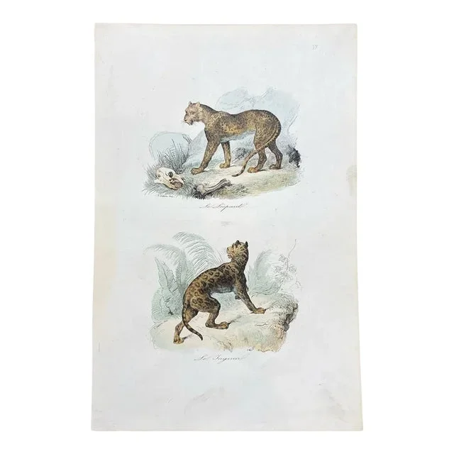 French Antique 18th Century “Le Leopard” Animal Engraving Hand Colored Signed Artwork