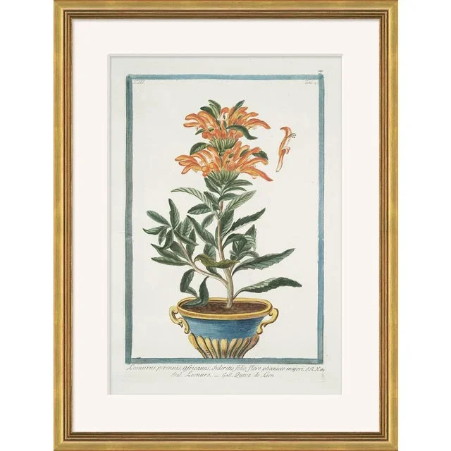 Hortus Romanus 1772-1793 XII Framed Art Print
