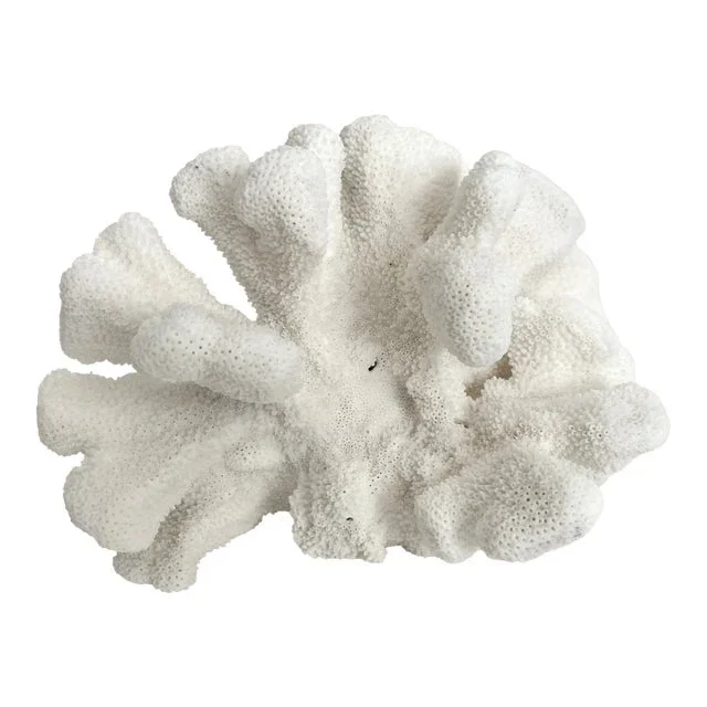 Natural Catspaw Coral Specimen Coastal Decor