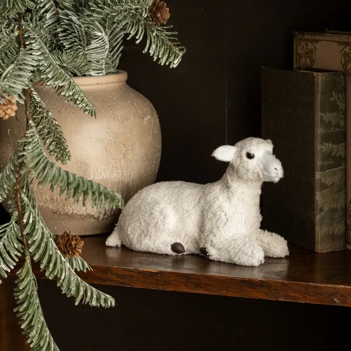 Resting Sheep