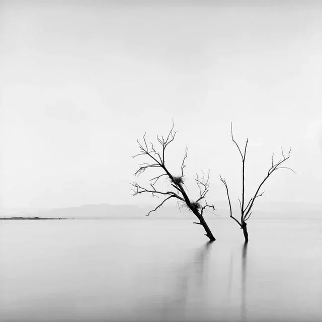 Two Trees by Bryce Olsen Print, 18″ x 18″
